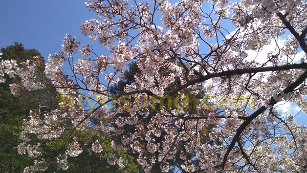 Moto G5S Plusで桜を撮影