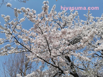 nova liteのカメラで桜を撮影