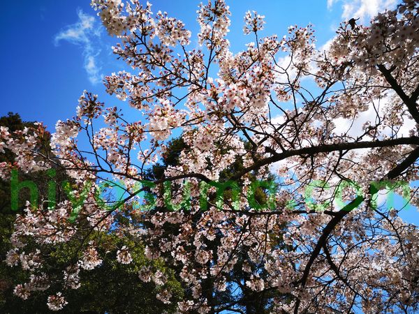 p20のカメラで桜を撮影しました
